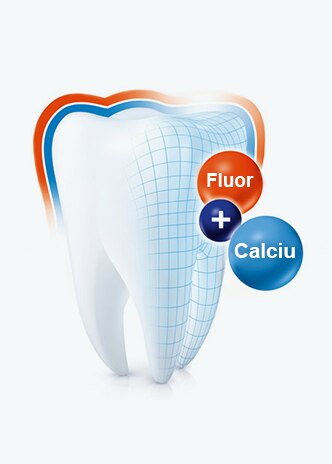 Fluor și Calciu Fluor și Calciu